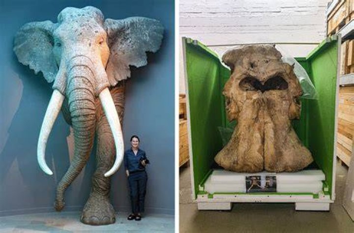 Celebrities Tie A Knot To Bring Awareness To Elephant Extinction